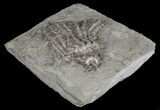 Bargain, Macrocrinus Crinoid Fossil - Crawfordsville, Indiana #68546-3